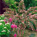 Weigela 'Carnaval'®