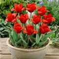 Tulipa kaufmanniana 'Showwinner'