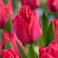 Tulipa 'Lady van Eijk'