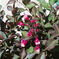 Weigela florida 'Wine and Roses'®