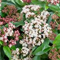 Viburnum tinus 'Eve Price'