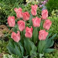 Tulipa 'Miss Elegance'