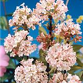 Viburnum x bodnantense