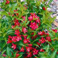 Weigela 'Nain Rouge'®