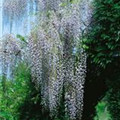 Wisteria floribunda 'Macrobotrys'