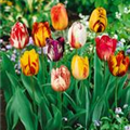 Tulipa Rembrandt