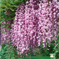 Wisteria sinensis 'Rosea'