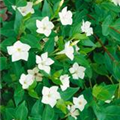 Vinca major 'Alba'