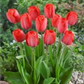 Tulipa 'Van Eijk'