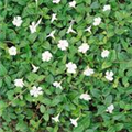 Vinca minor 'Tricolour'