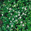 Vinca minor 'Gertrude Jekyll'