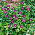 Vinca minor 'Atropurpurea'