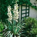 Yucca filamentosa 'Ivory Tower'