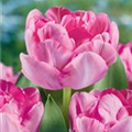 Tulipa 'Wedding Gift'