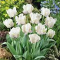 Tulipa 'White Lizard'