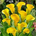 Zantedeschia aethiopica 'Sunshine'