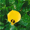 Zantedeschia 'Black Magic'