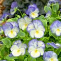 Viola cornuta 'Blue Moon'