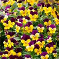 Viola cornuta 'Funny Face'