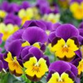 Viola cornuta 'Gold Purple Wing'