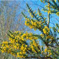 Ulex europaeus