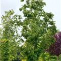 Zelkova serrata