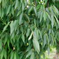 Zelkova serrata 'Green Vase'