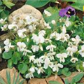 Viola odorata 'Alba'