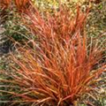 Uncinia rubra 'Firedance'