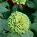 Zinnia elegans 'Limette'