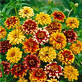 Zinnia haageana 'Aztec Sunset'