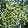 Ziziphus jujuba