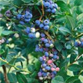 Vaccinium corymbosum 'Brigitta Blue'