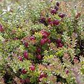 Vaccinium macrocarpon 'Pilgrim'