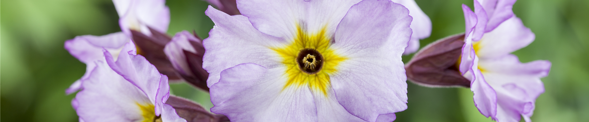 Primula x pruhoniciana