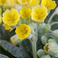 Primula veris 'Cabrillo'