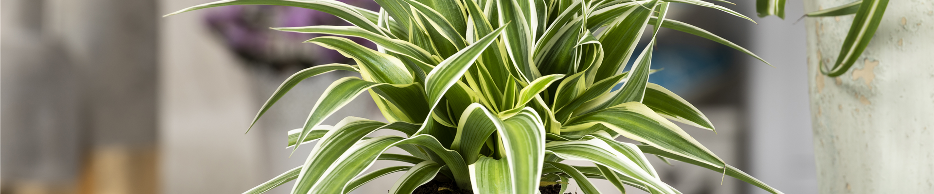 Chlorophytum comosum 'Ocean'