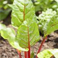 Beta vulgaris var. cicla