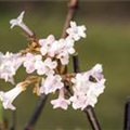 Viburnum x bodnantense 'Charles Lamont'