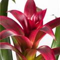 Guzmania 'Flame'