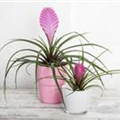 Tillandsia cyanea 'Anita'