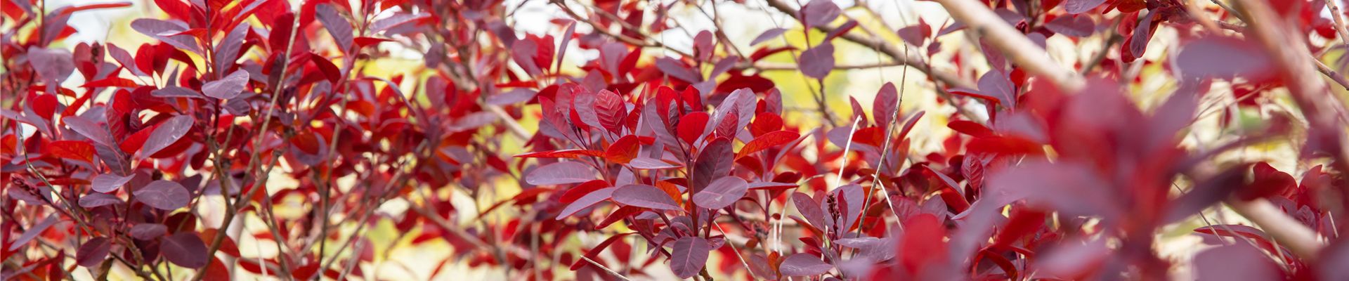 Cotinus coggygria 'Royal Purple'