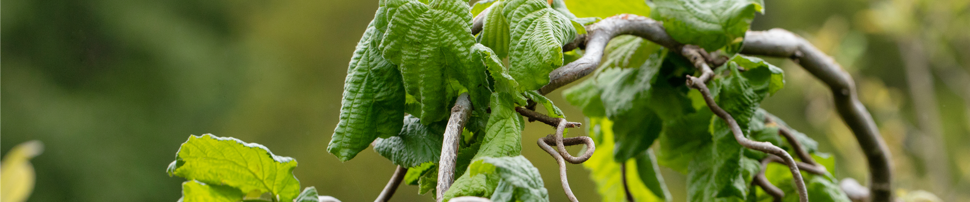 Corylus avellana 'Contorta'