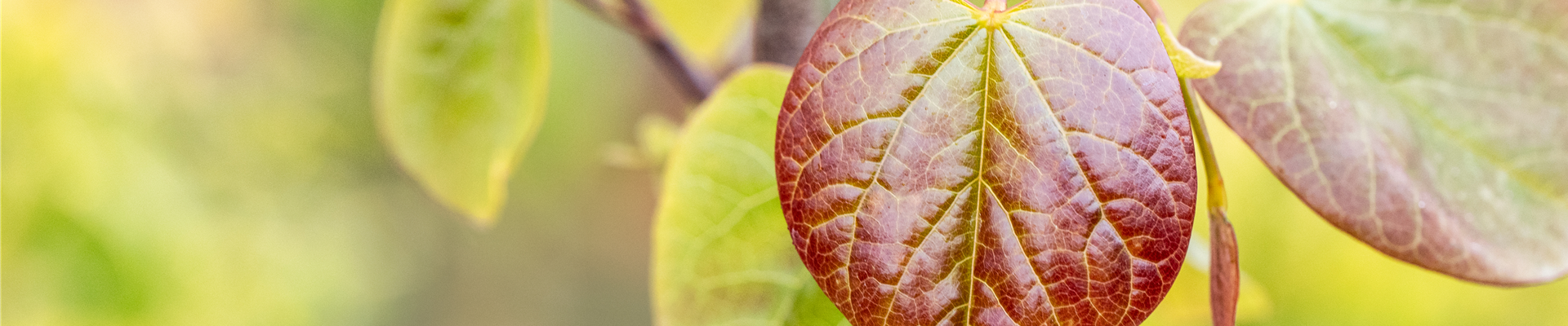 Cercis canadensis 'Merlot'