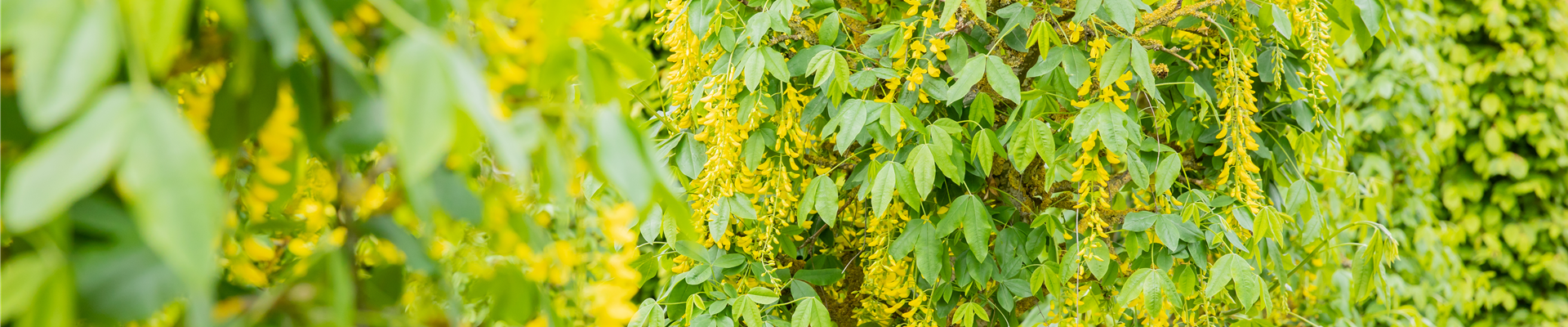 Laburnum anagyroides 'Fastigiata'