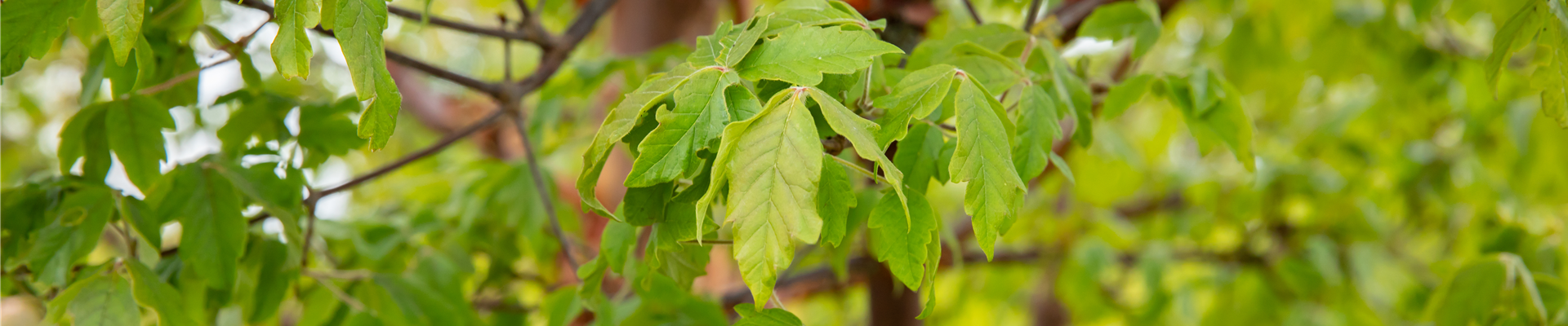 Acer griseum