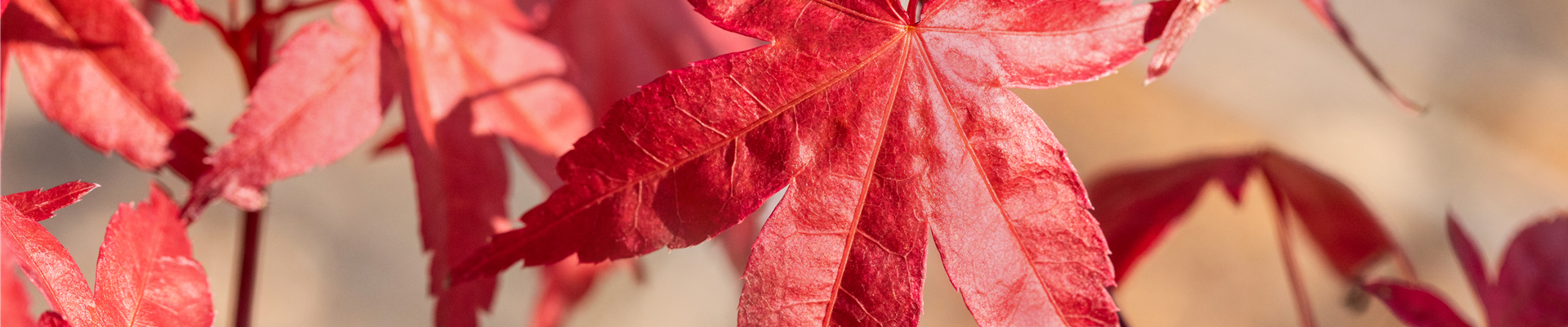 Acer palmatum 'Beni Maiko'