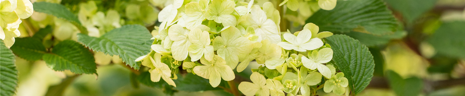 Viburnum plicatum 'Dart´s Red Robin'