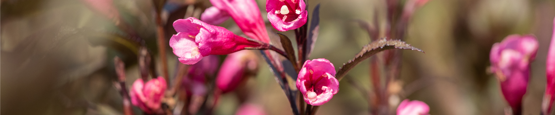 Weigela florida 'Victoria'