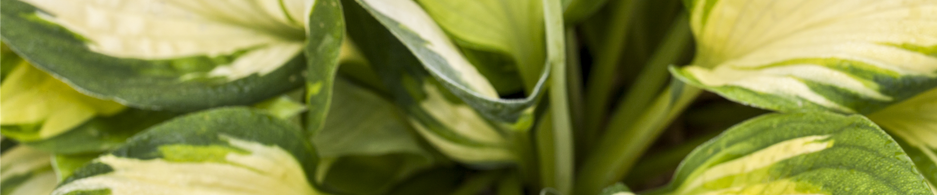 Hosta